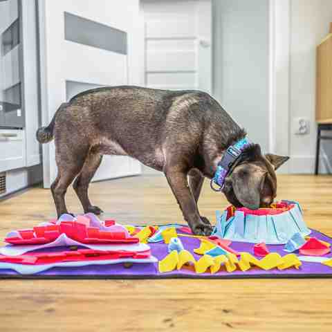 Alternative view of Mata węchowa dla psa edukacyjna duża 70x50 cm