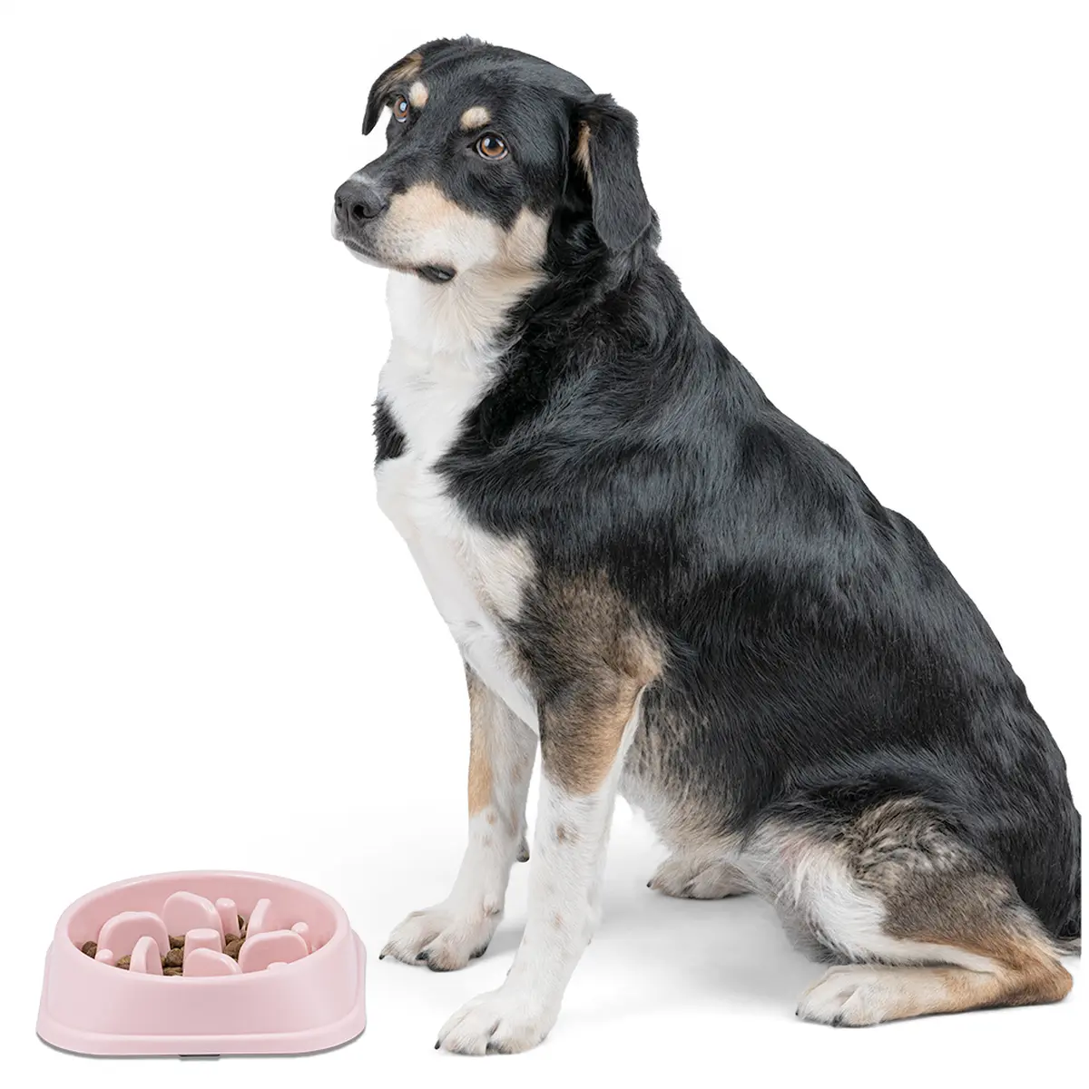 Miska Spowalniająca Jedzenie dla psa lub kota 500ml (wielowariantowość koloru) - obrazek 2
