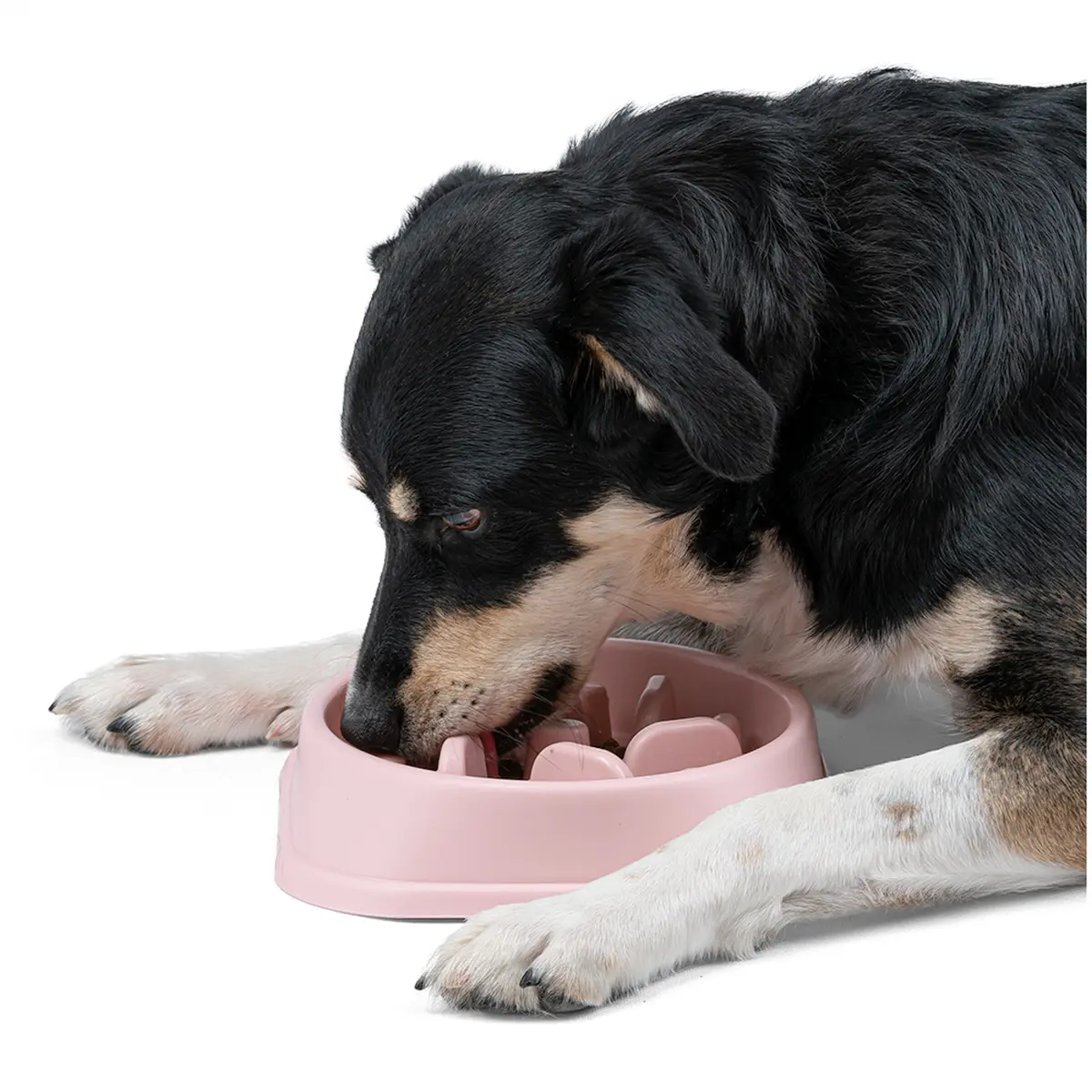 Miska Spowalniająca Jedzenie dla psa lub kota 500ml (wielowariantowość koloru) - obrazek 3