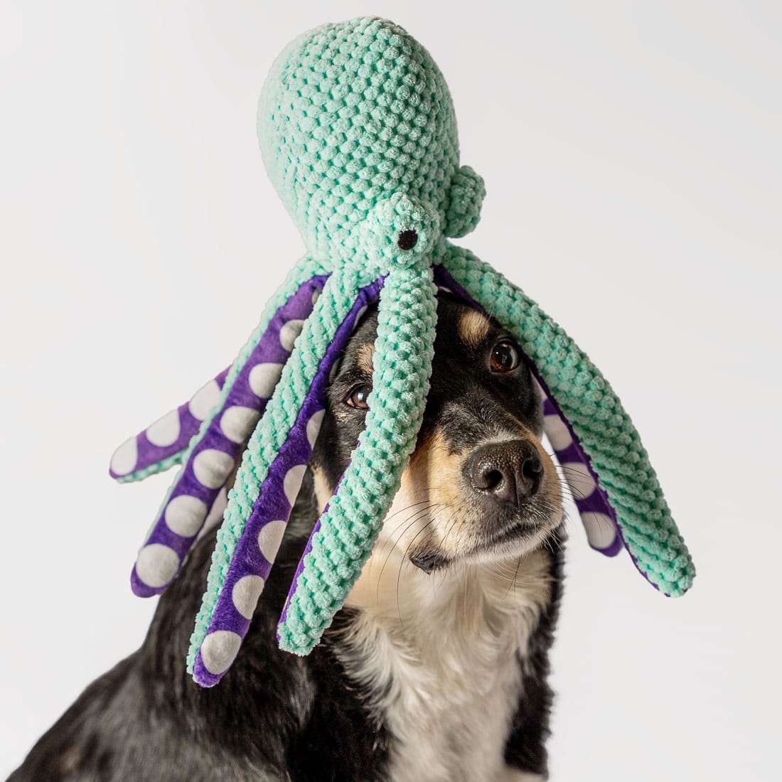 Pluszowa ośmiornica z piszczałką dla psa - obrazek 2