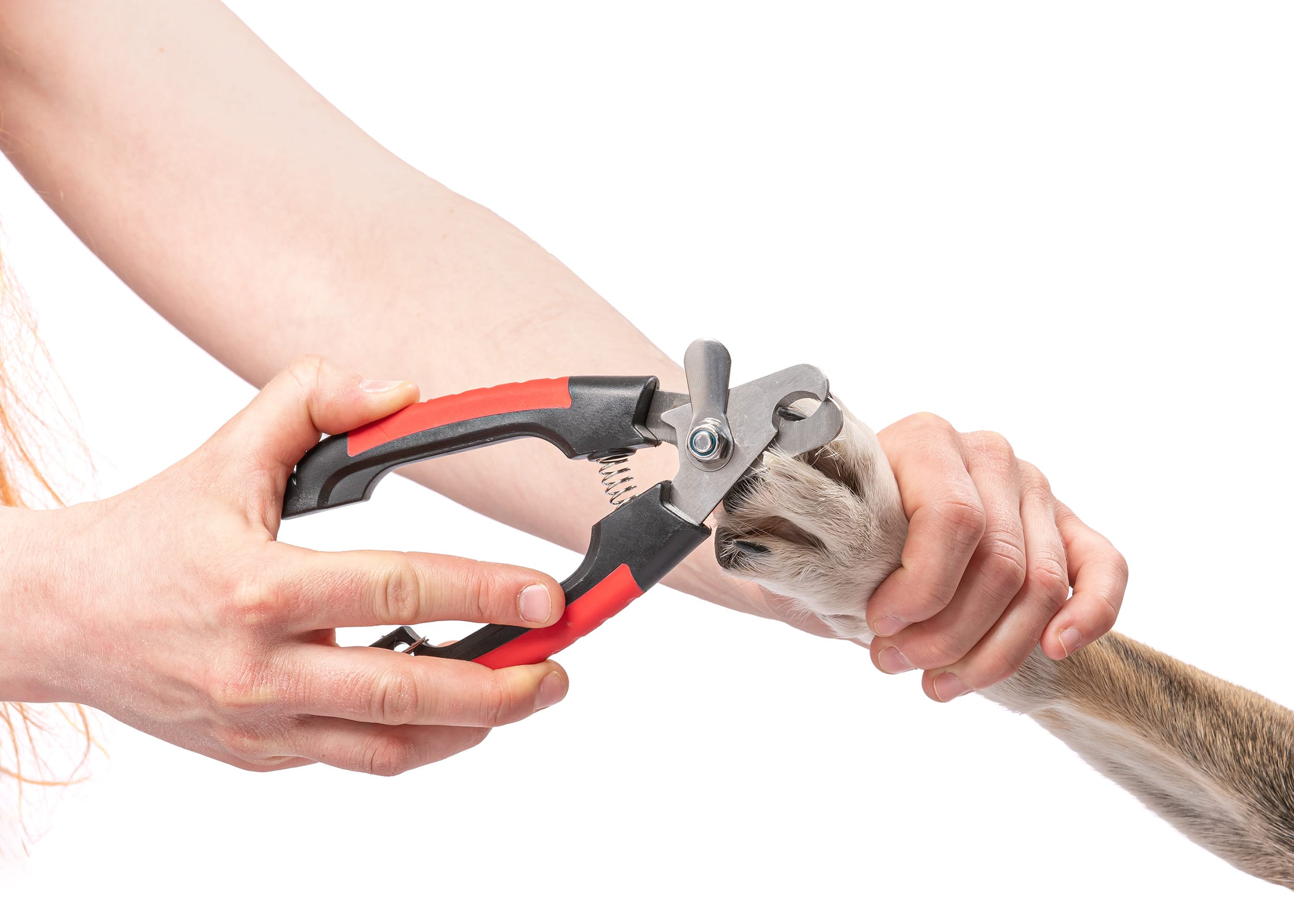 Duży obcinacz do pazurów dla psa lub kota + PILNIK - obrazek 4