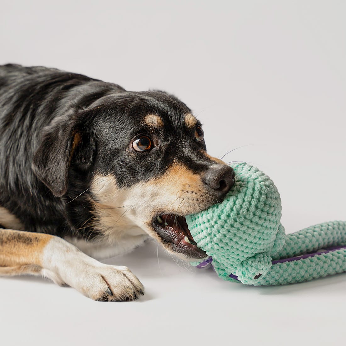 Pluszowa ośmiornica z piszczałką dla psa - obrazek 4