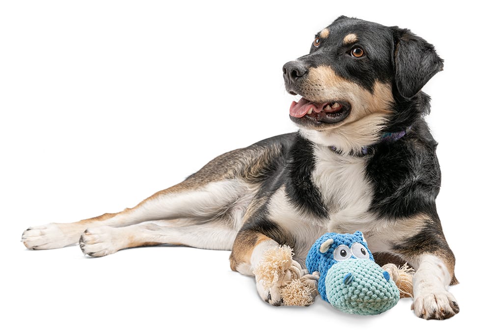 Pluszowy niebieski hipopotam z piszczałką dla psa - obrazek 4