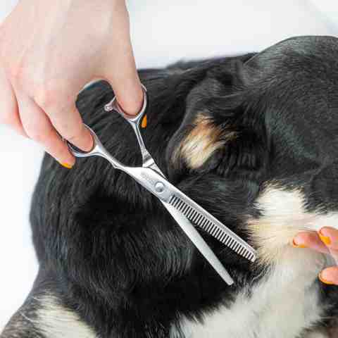 Alternative view of SREBRNE NOŻYCZKI do strzyżenia Psów ZESTAW do strzyżenia 3 rodzaje Nożyczek + Grzebień