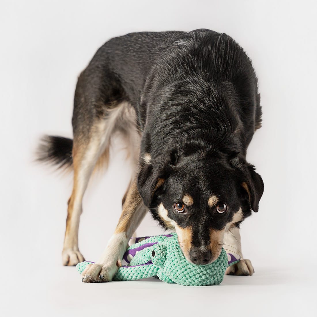 Pluszowa ośmiornica z piszczałką dla psa - obrazek 5