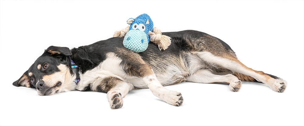 Pluszowy niebieski hipopotam z piszczałką dla psa - obrazek 3