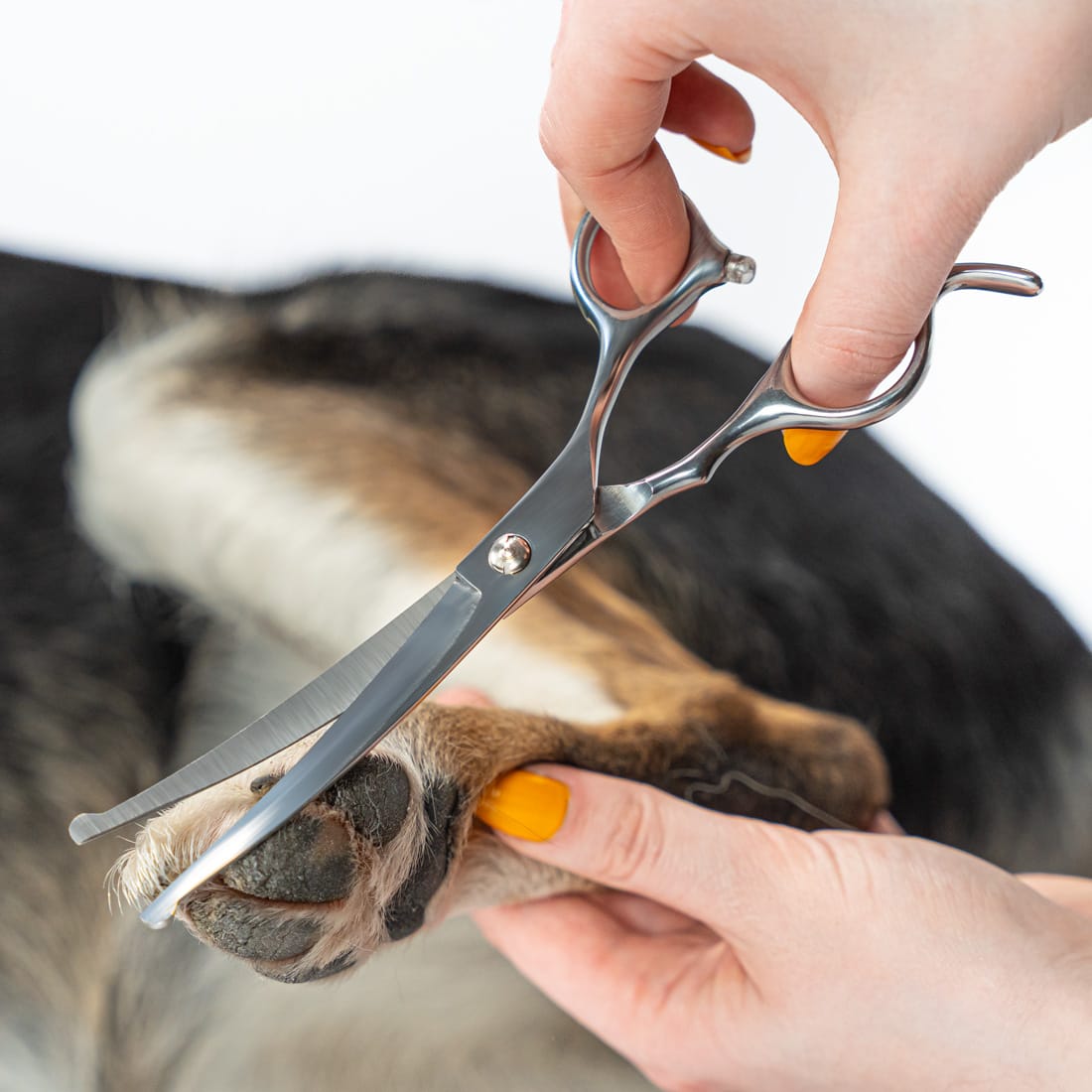 SREBRNE NOŻYCZKI do strzyżenia Psów ZESTAW do strzyżenia 3 rodzaje Nożyczek + Grzebień - obrazek 6