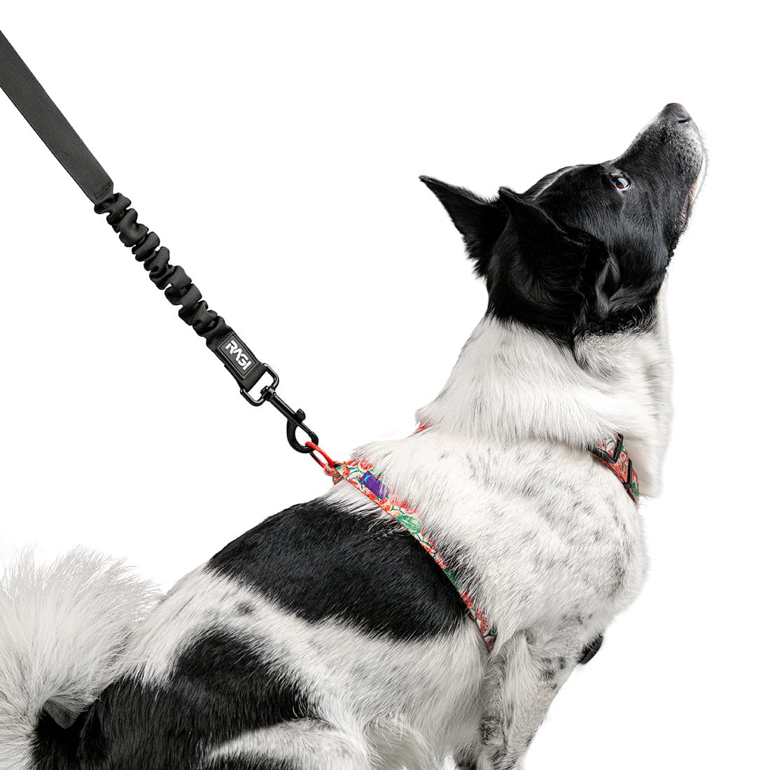 Pas bezpieczeństwa dla psa do samochodu z amortyzerem - obrazek 5