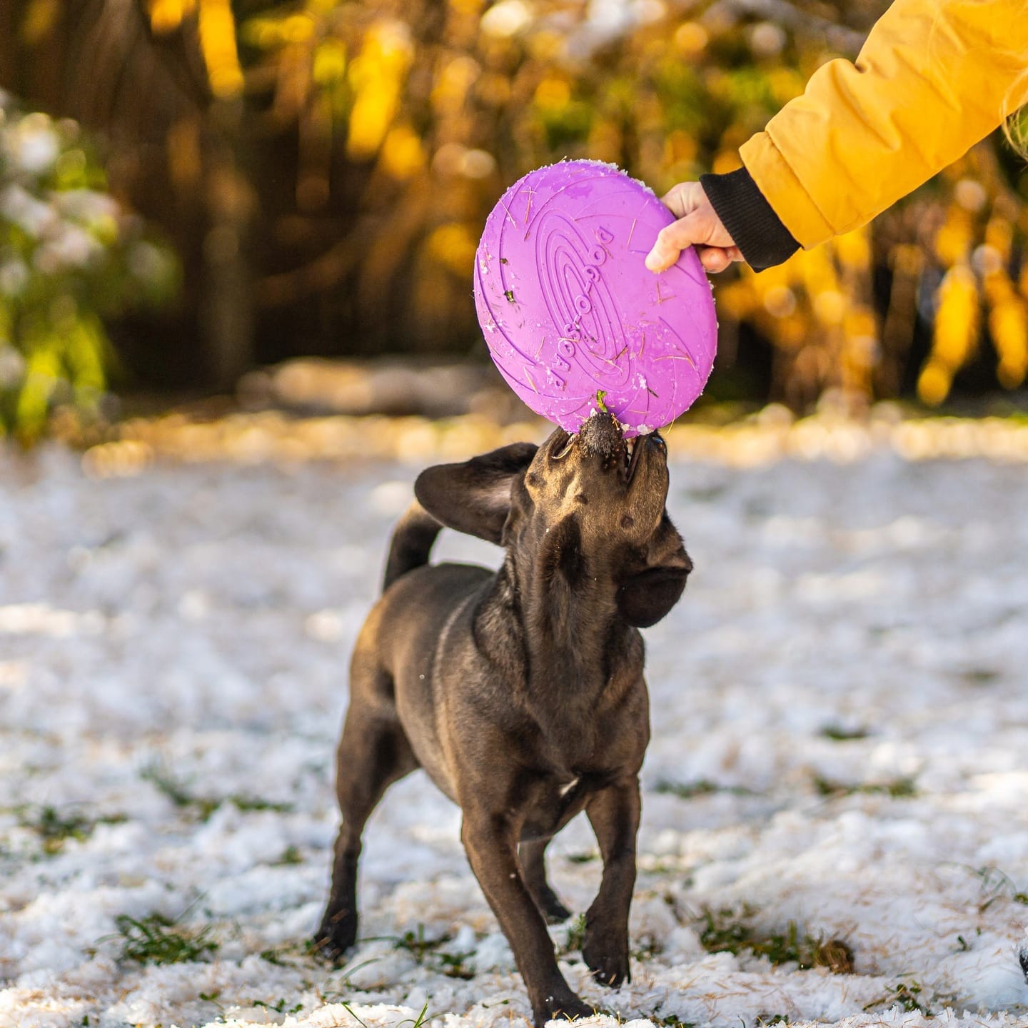 Frisbee do aportowania dla psa - obrazek 7