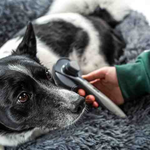 Alternative view of Szczotka samoczyszcząca do sierści dla psa, kota RAGI