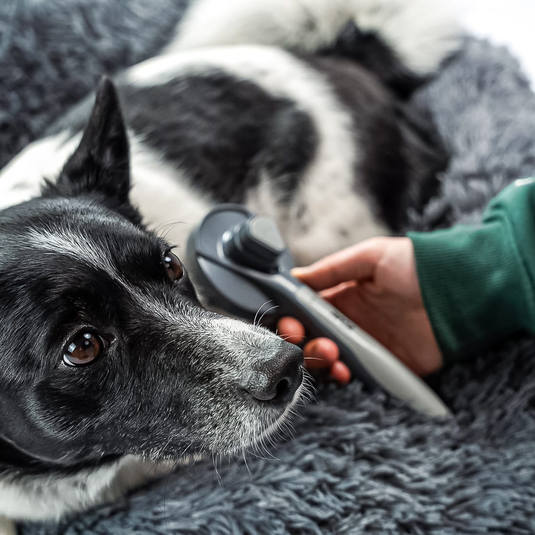 Szczotka samoczyszcząca do sierści dla psa, kota RAGI - obrazek 2