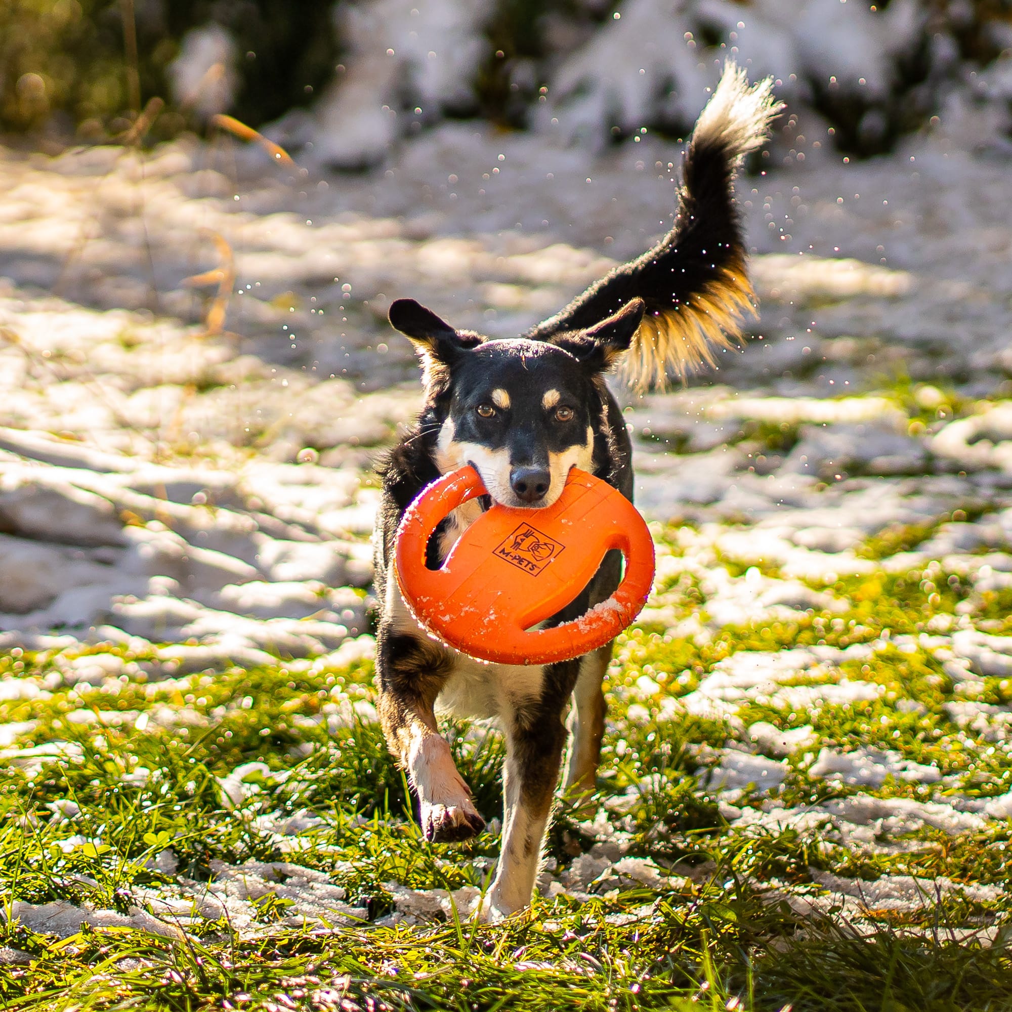 Agility Ring - zabawka treningowa dla psa - obrazek 2