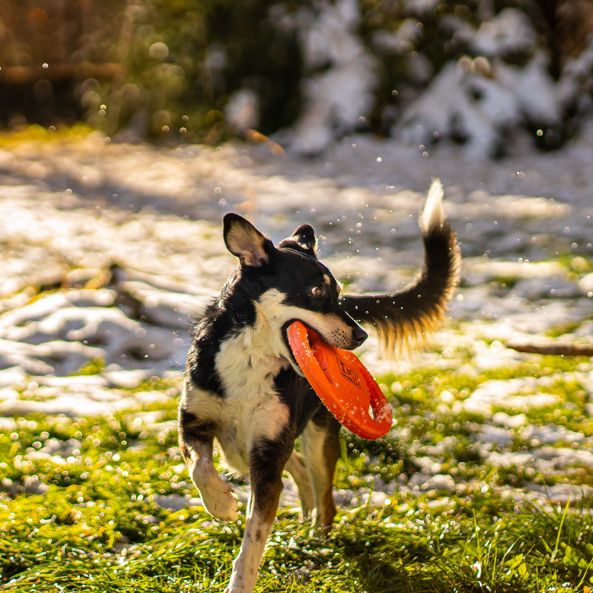 Agility Ring - zabawka treningowa dla psa - obrazek 7