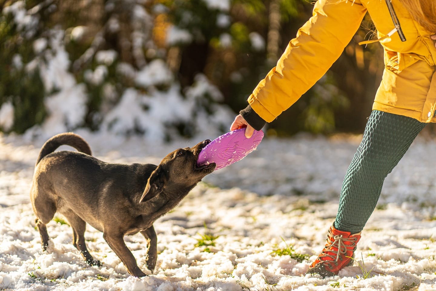 Frisbee do aportowania dla psa - obrazek 8