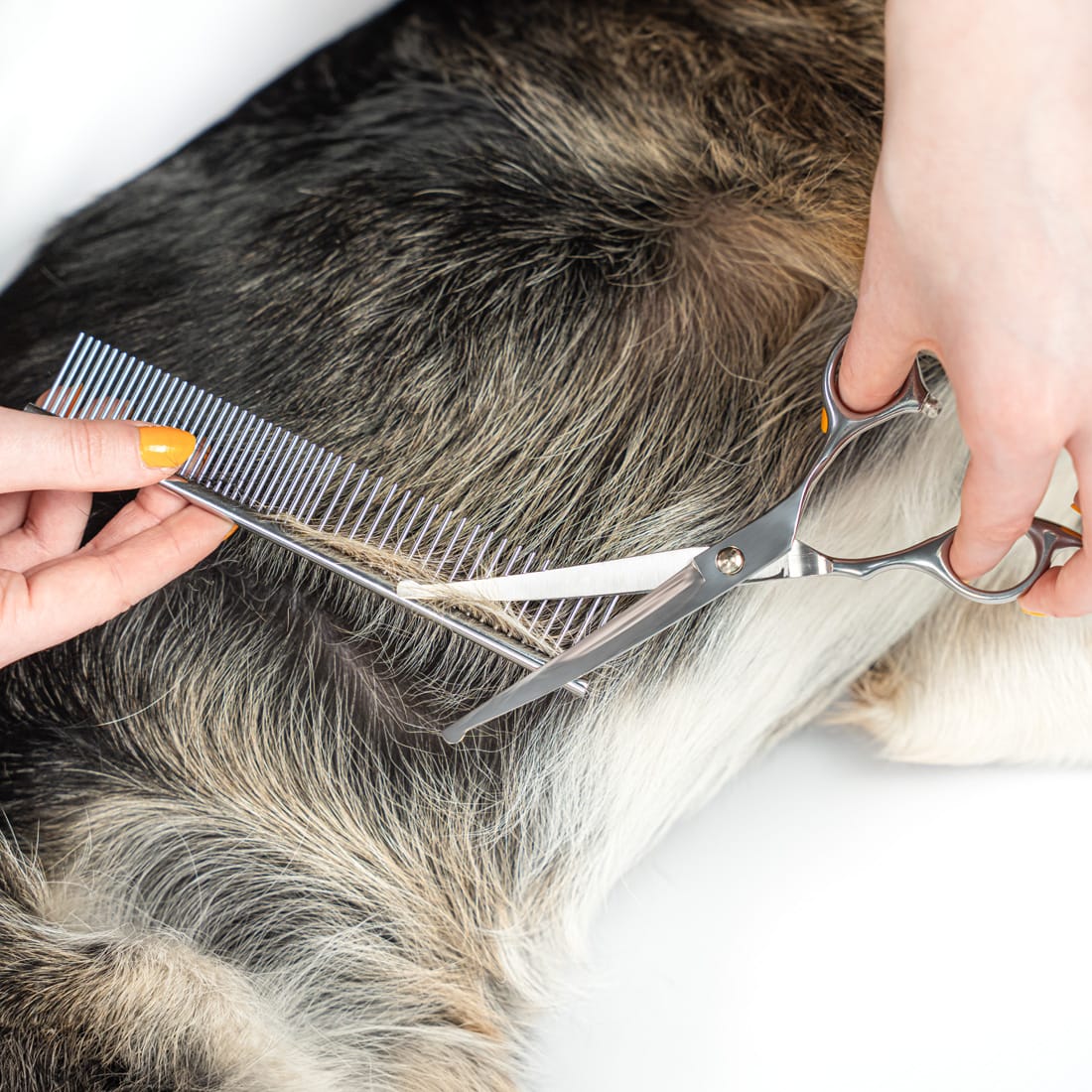 SREBRNE NOŻYCZKI do strzyżenia Psów ZESTAW do strzyżenia 3 rodzaje Nożyczek + Grzebień - obrazek 4