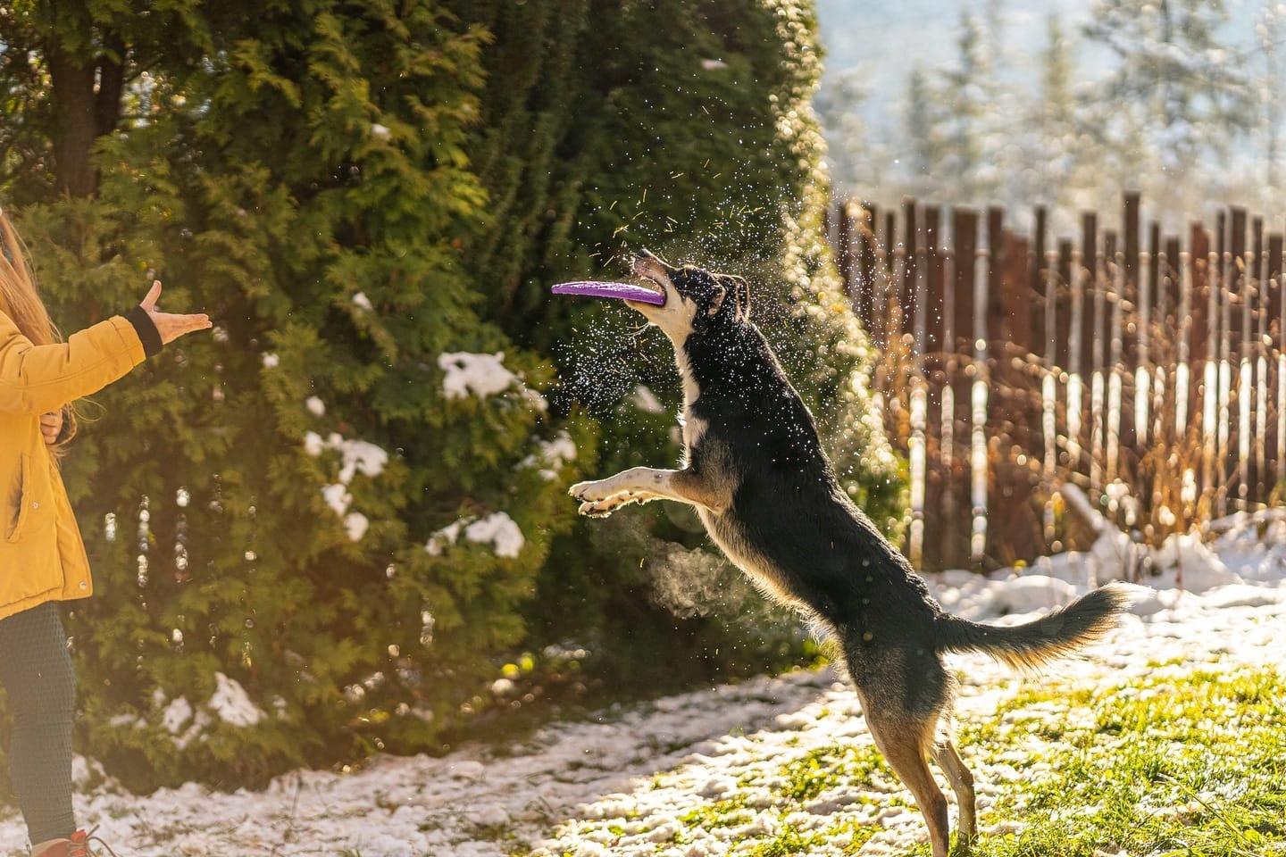 Frisbee do aportowania dla psa - obrazek 6