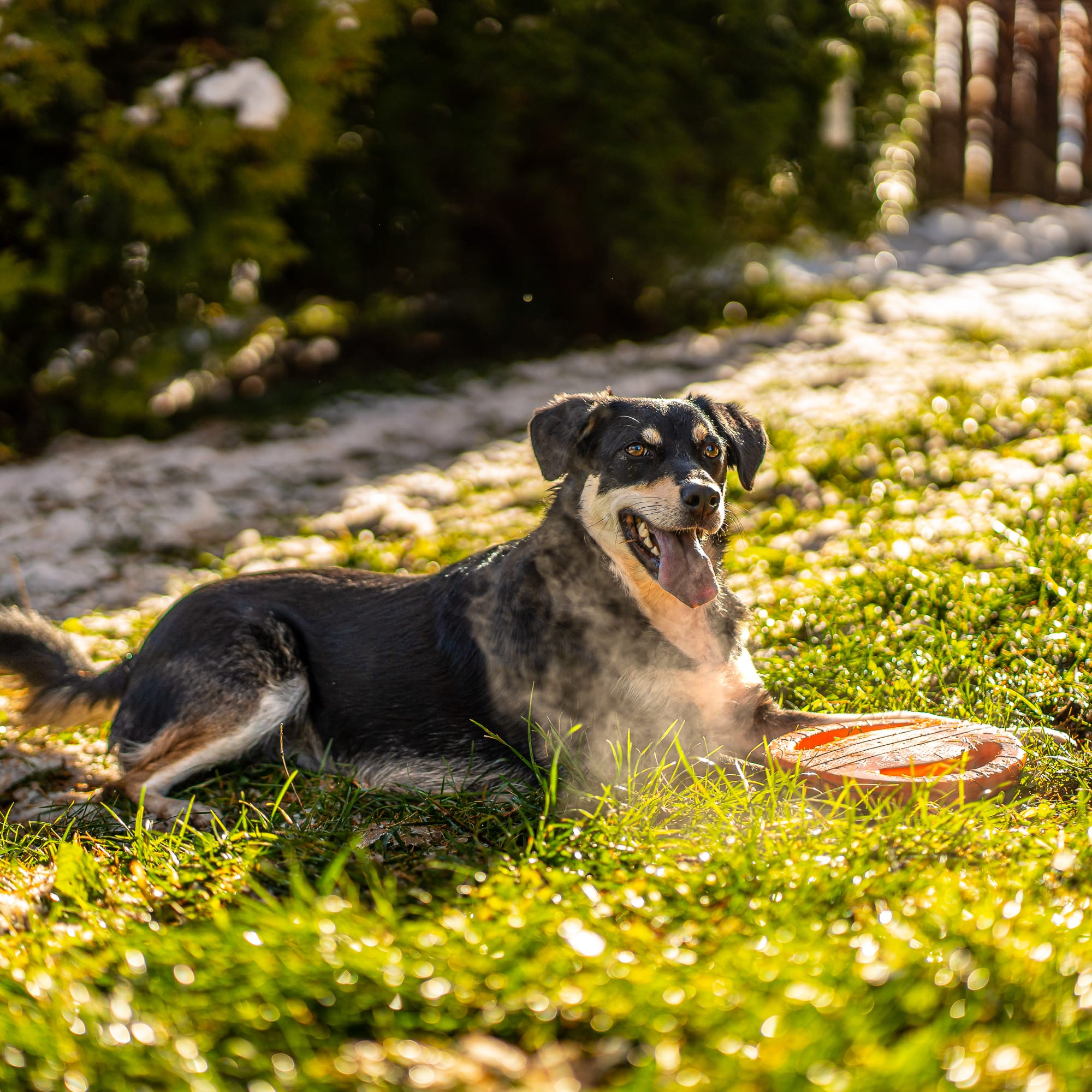 Agility Ring - zabawka treningowa dla psa - obrazek 6