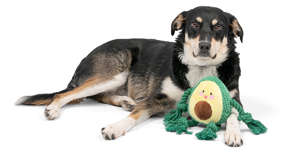 Pluszowe awokado z piszczałką dla psa - obrazek 5