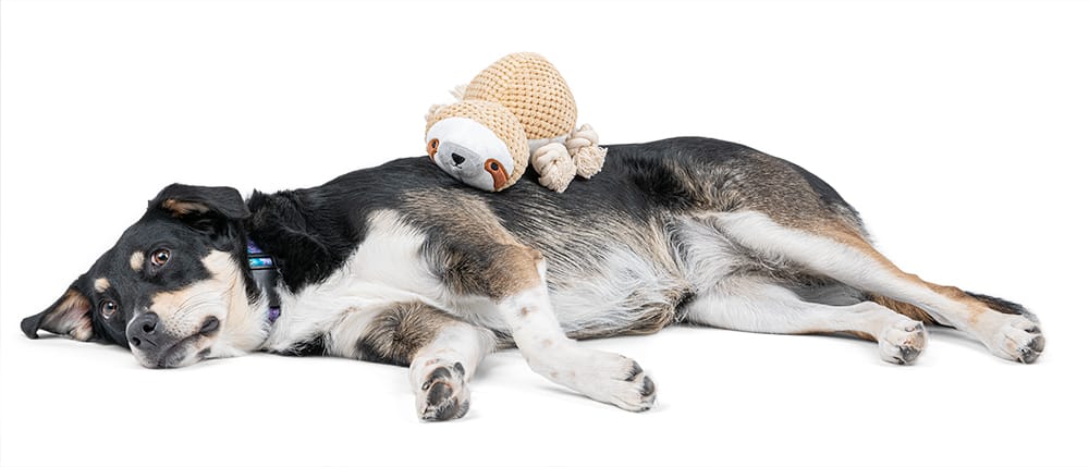 Pluszowy leniwiec z piszczałką dla psa - obrazek 5