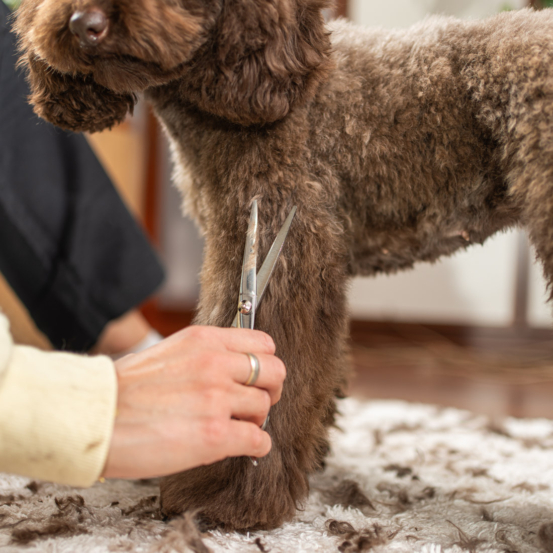 Maszynka do strzyżenia psa RAGI Profesjonalna Cicha Bezprzewodowa - obrazek 15