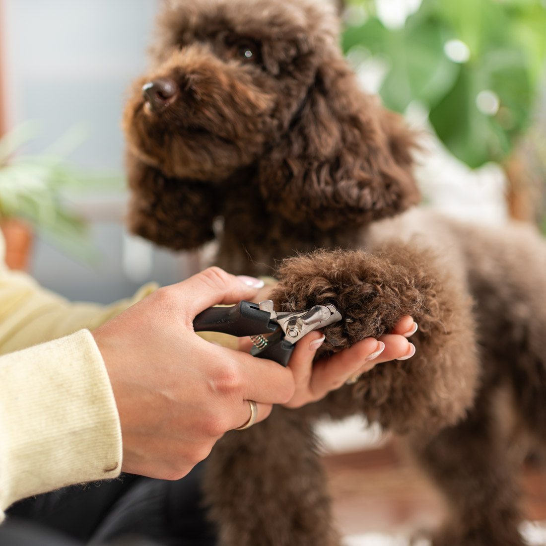 Maszynka do strzyżenia psa RAGI Profesjonalna Cicha Bezprzewodowa - obrazek 16