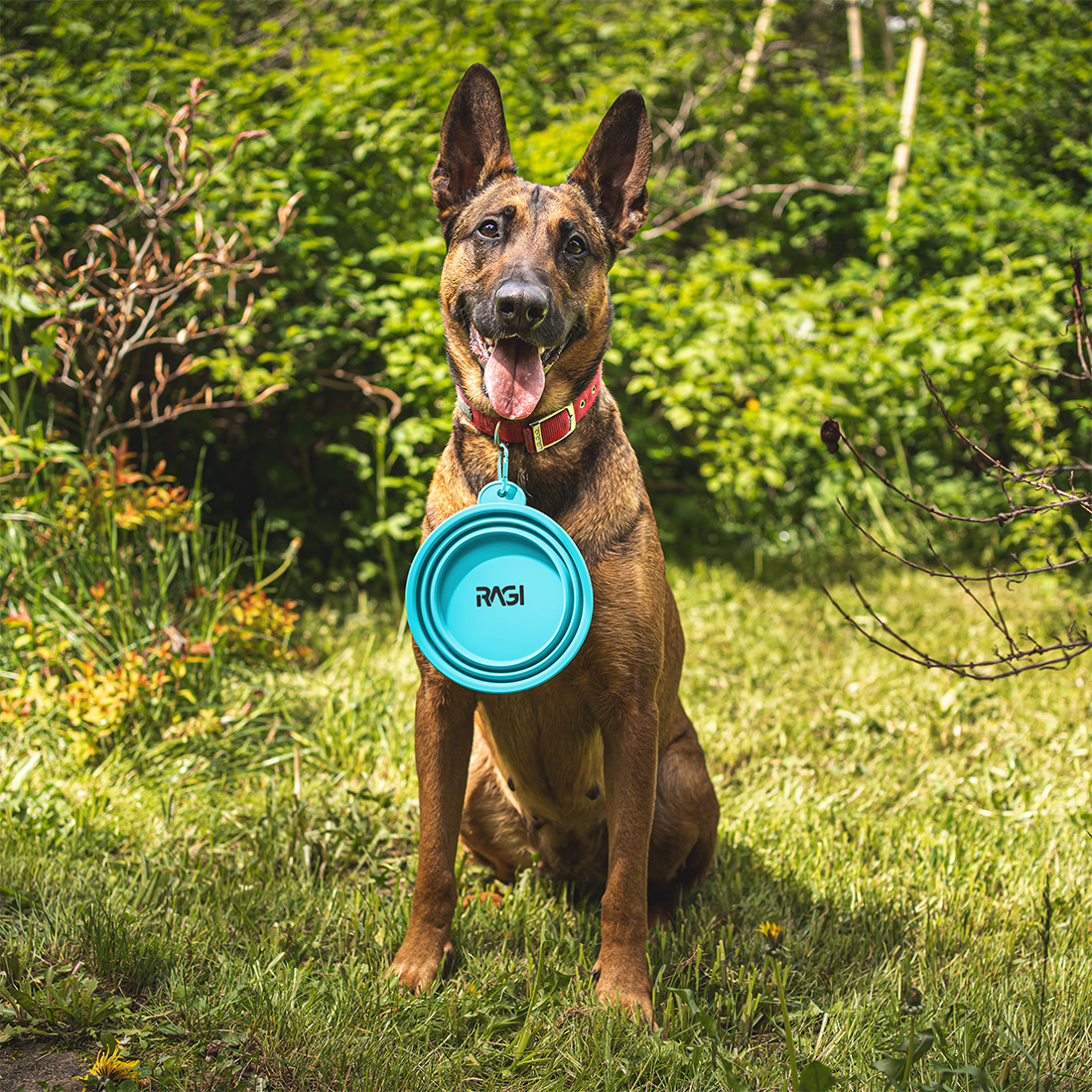 Miska dla psa składana turystyczna silikonowa podróżna 1L na wodę karmę - obrazek 3