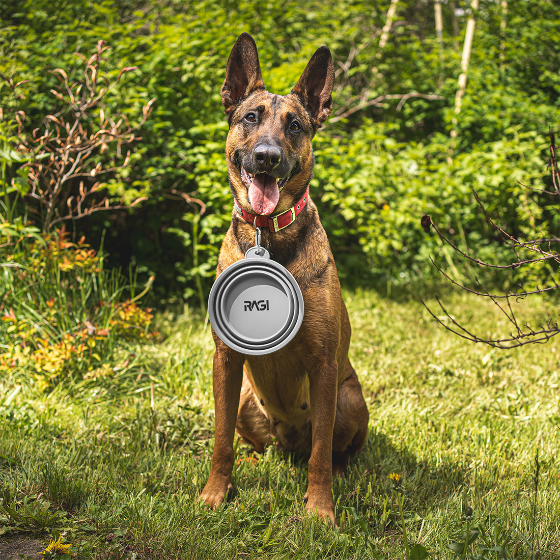 Miska dla psa składana turystyczna silikonowa podróżna 1L na wodę karmę - obrazek 3