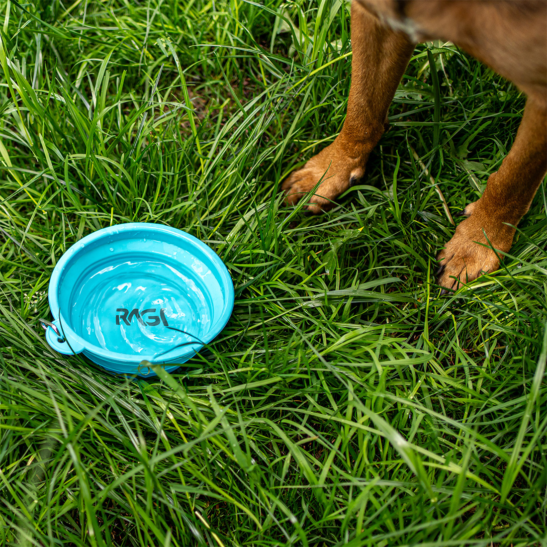 Miska dla psa składana turystyczna silikonowa podróżna 1L na wodę karmę - obrazek 4