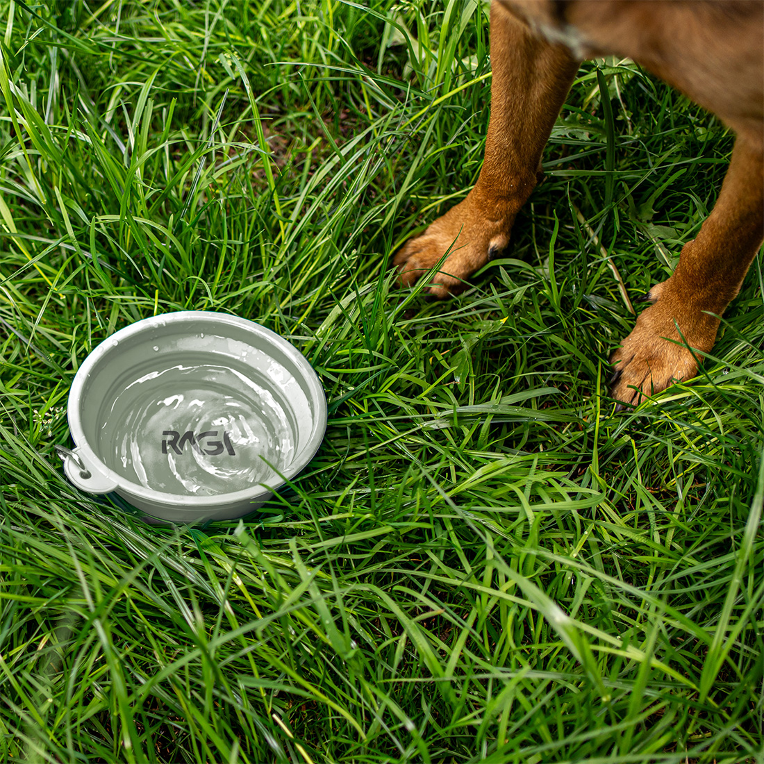 Miska dla psa składana turystyczna silikonowa podróżna 1L na wodę karmę - obrazek 4