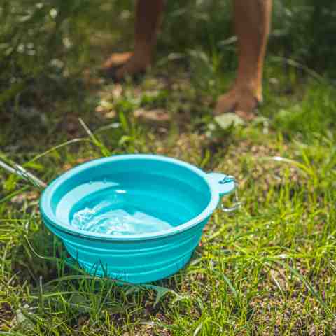 Alternative view of Miska dla psa składana turystyczna silikonowa podróżna 1L na wodę karmę