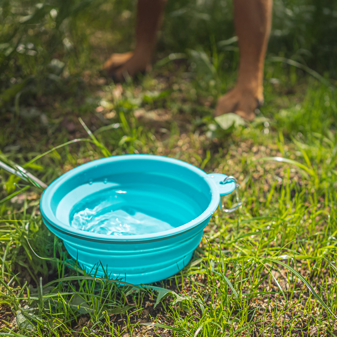 Miska dla psa składana turystyczna silikonowa podróżna 1L na wodę karmę - obrazek 2