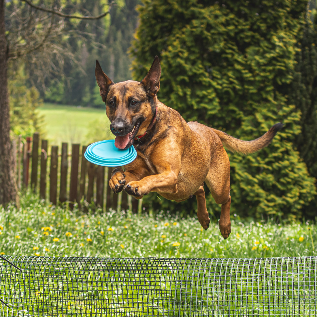 Miska dla psa składana turystyczna silikonowa podróżna 1L na wodę karmę - obrazek 6