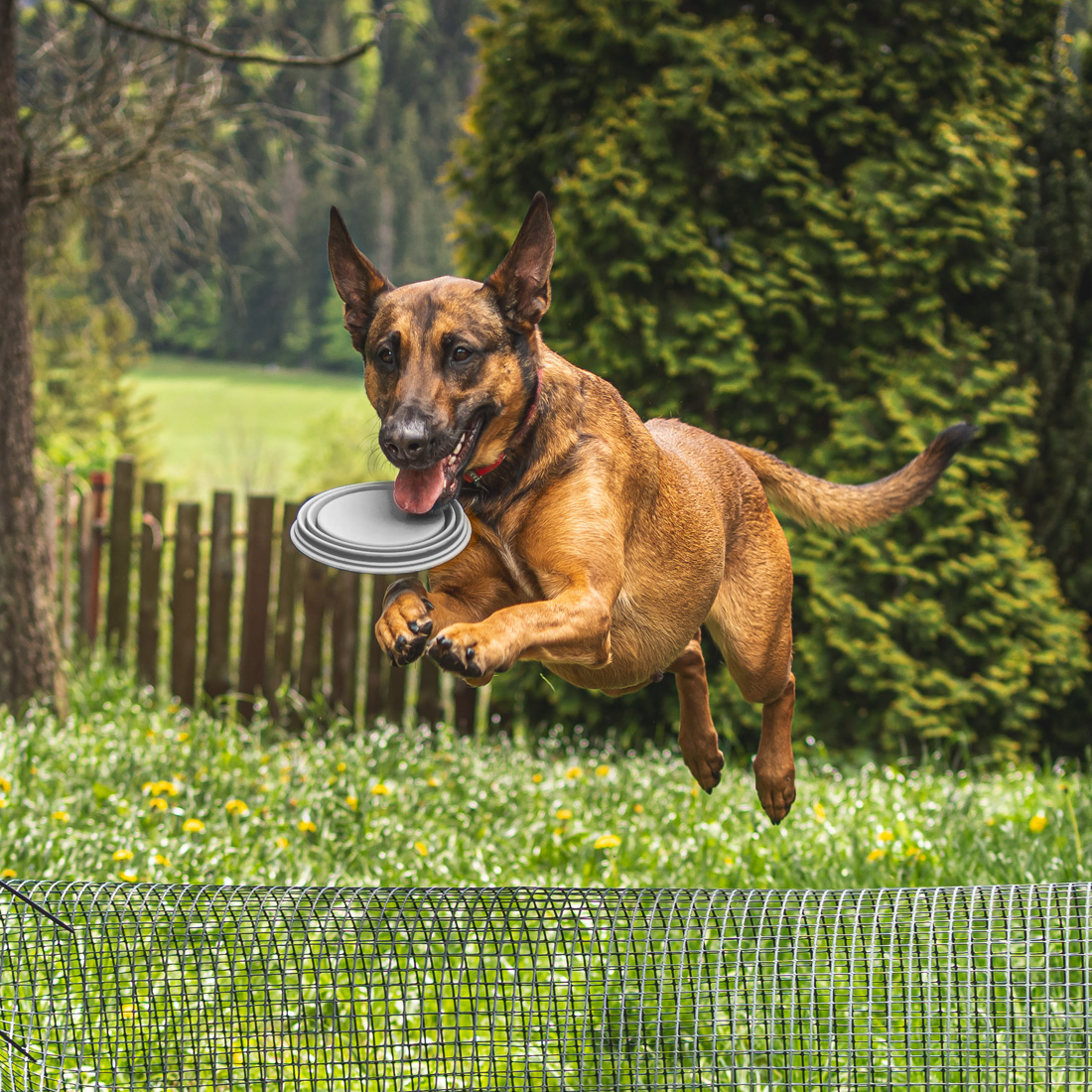 Miska dla psa składana turystyczna silikonowa podróżna 1L na wodę karmę - obrazek 6