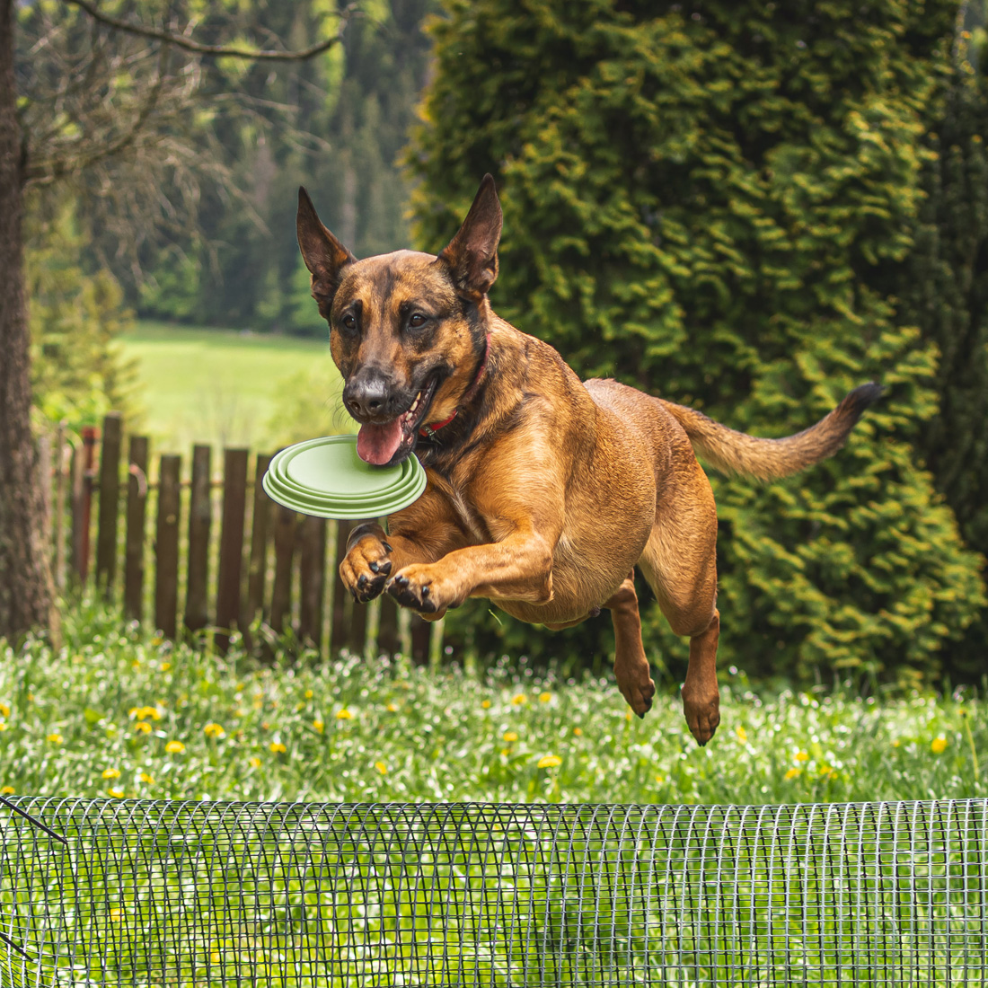 Miska dla psa składana turystyczna silikonowa podróżna 1L na wodę karmę - obrazek 6